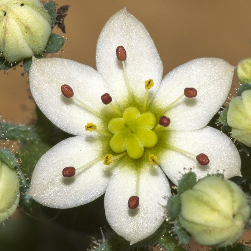 Fetthenne - Sedum dasyphyllum (Flowering)