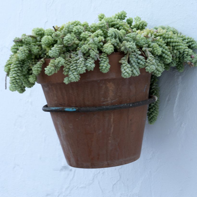Fetthenne - Sedum dasyphyllum (Plant habit)