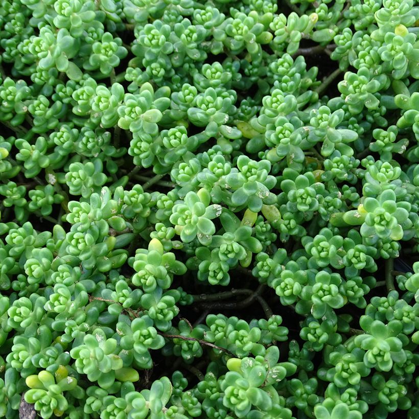 Fetthenne - Sedum divergens (Foliage)