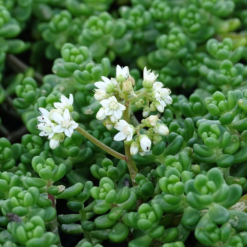 Fetthenne - Sedum divergens (Flowering)