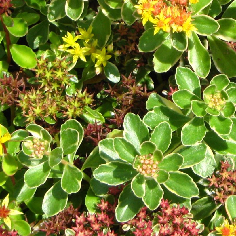 Fetthenne - Sedum kamtchaticum (Foliage)