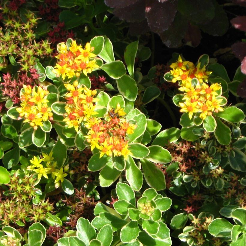 Fetthenne - Sedum kamtchaticum (Flowering)