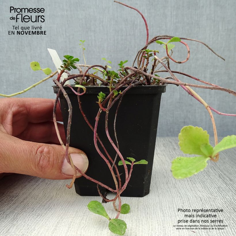 Example of Fetthenne - Sedum kamtchaticum Kleine Töpfe von 8/9 cm as you get in automne