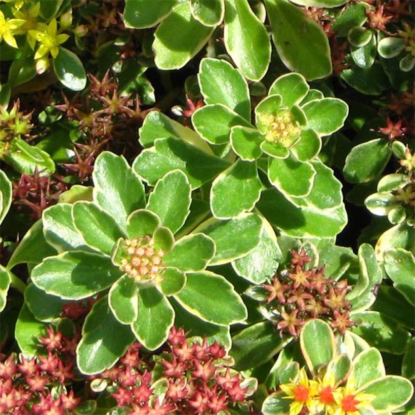 Fetthenne Variegatum - Sedum kamtchaticum (Foliage)
