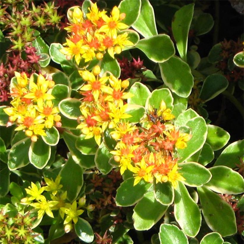 Fetthenne Variegatum - Sedum kamtchaticum (Flowering)