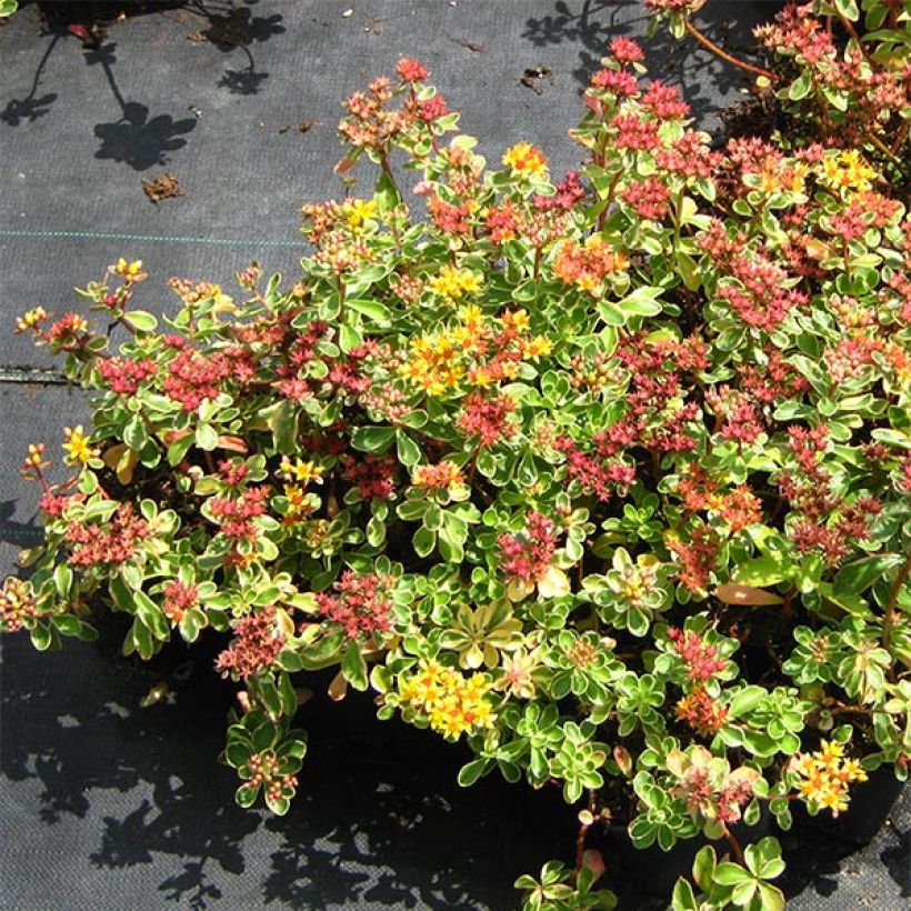 Fetthenne Variegatum - Sedum kamtchaticum (Plant habit)