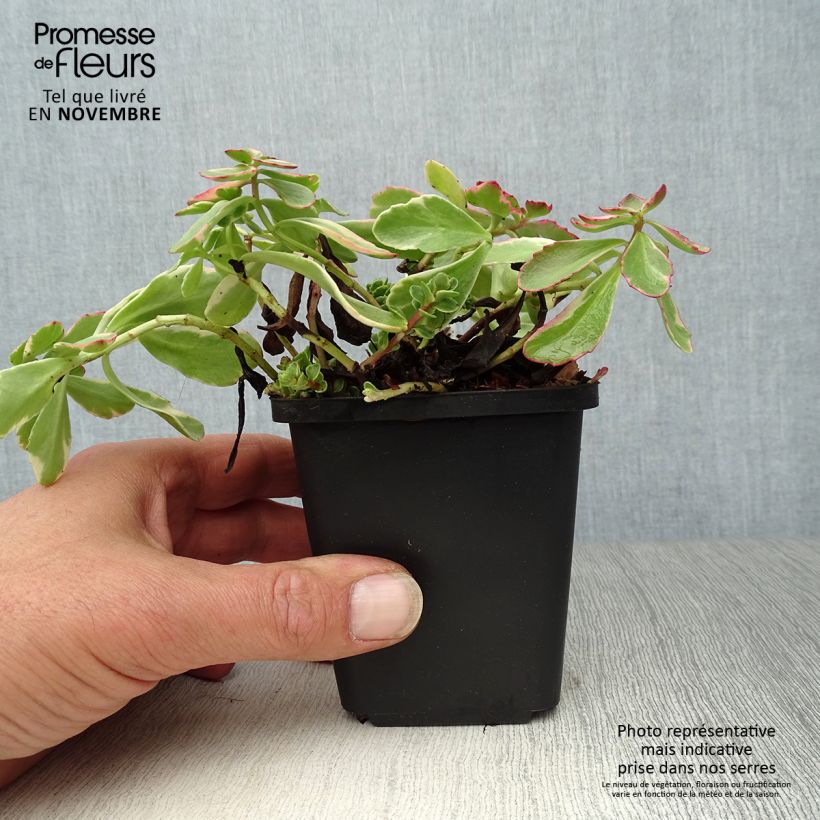 Example of Fetthenne Variegatum - Sedum kamtchaticum Kleine Töpfe von 8/9 cm as you get in automne