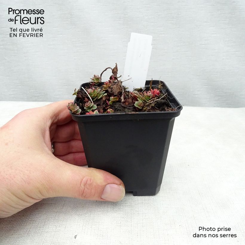 Exemplar von Fetthenne Variegatum - Sedum kamtchaticum Kleine Töpfe von 8/9 cm wie im Winter geliefert
