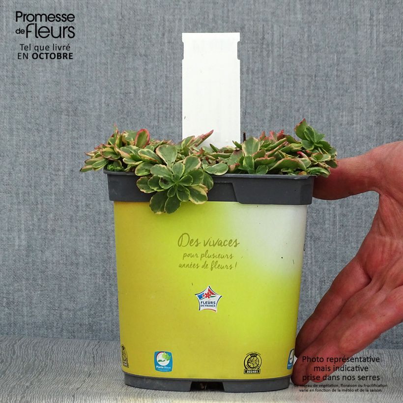 Example of Fetthenne Variegatum - Sedum kamtchaticum Topf mit 2L/3L as you get in automne