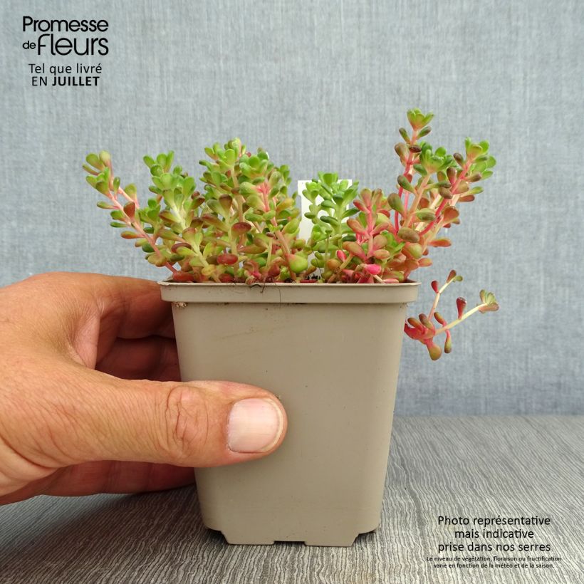 Example of Fetthenne - Sedum oreganum Kleine Töpfe von 8/9 cm as you get in ete