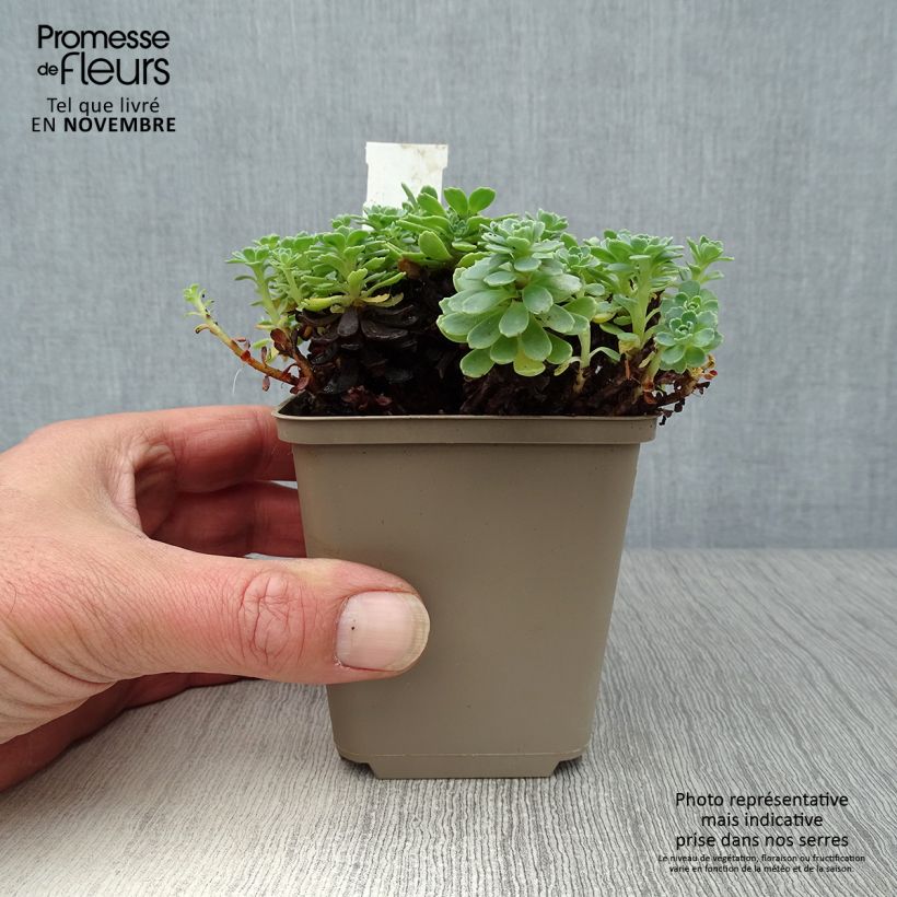 Example of Fetthenne - Sedum pachyclados Kleine Töpfe von 8/9 cm as you get in automne