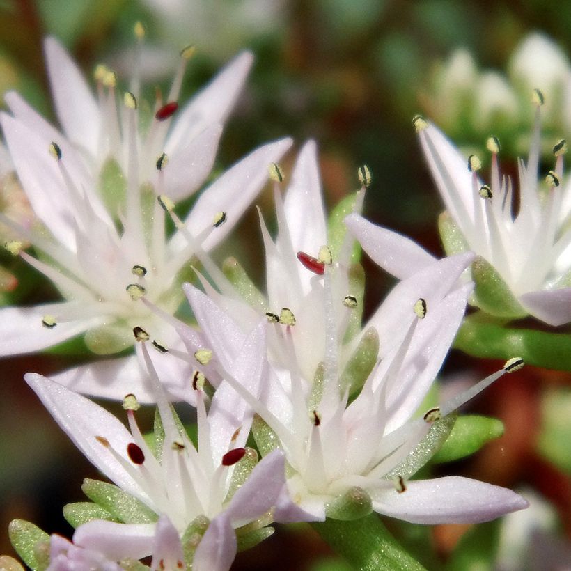 Fetthenne - Sedum pulchellum (Flowering)