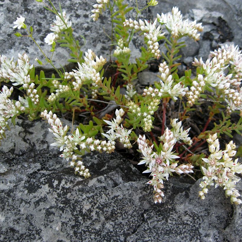 Fetthenne - Sedum pulchellum (Plant habit)