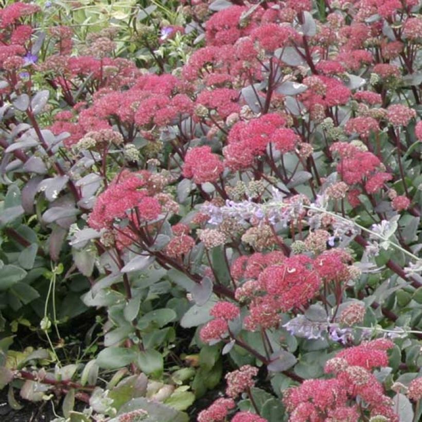 Fetthenne Red Cauli - Sedum (Plant habit)