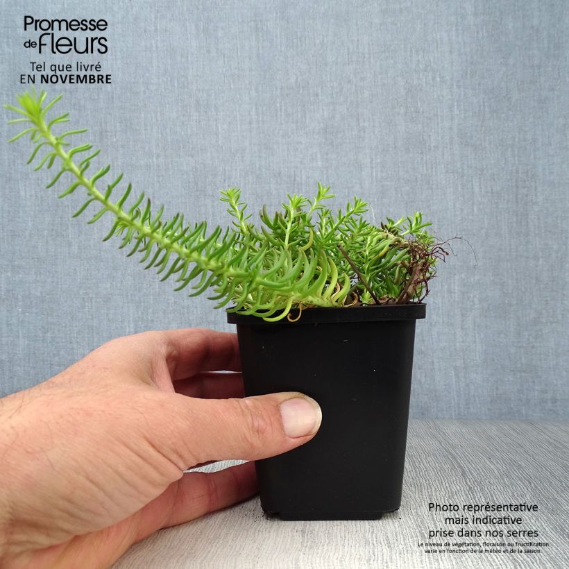 Example of Fetthenne Angelina - Sedum reflexum Kleine Töpfe von 8/9 cm as you get in automne