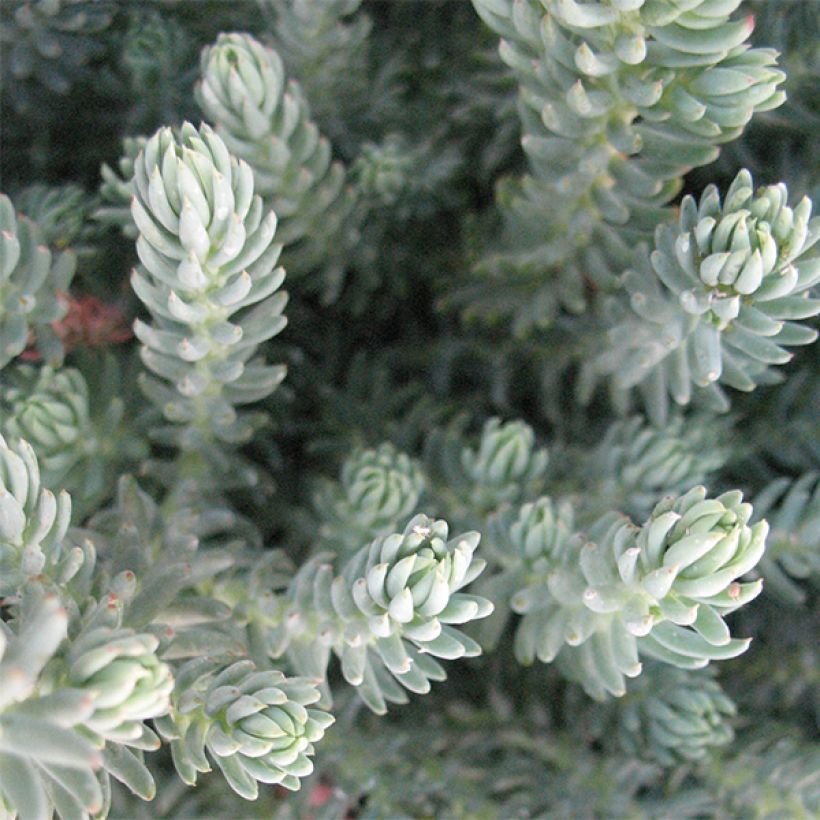 Fetthenne Blue Spruce - Sedum reflexum (Foliage)
