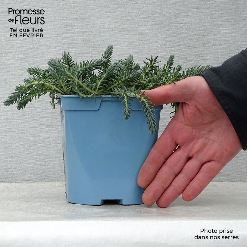 Exemplar von Fetthenne Blue Spruce - Sedum reflexum Topf mit 2L/3L wie im Winter geliefert
