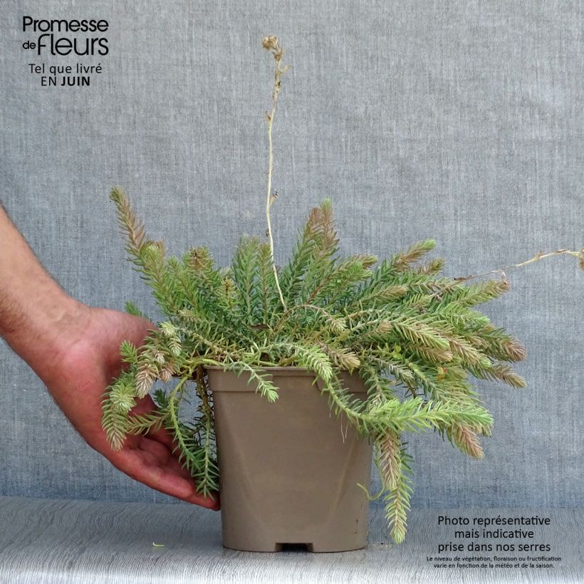 Exemplar von Fetthenne Blue Spruce - Sedum reflexum Topf mit 2L/3L wie im Sommer geliefert
