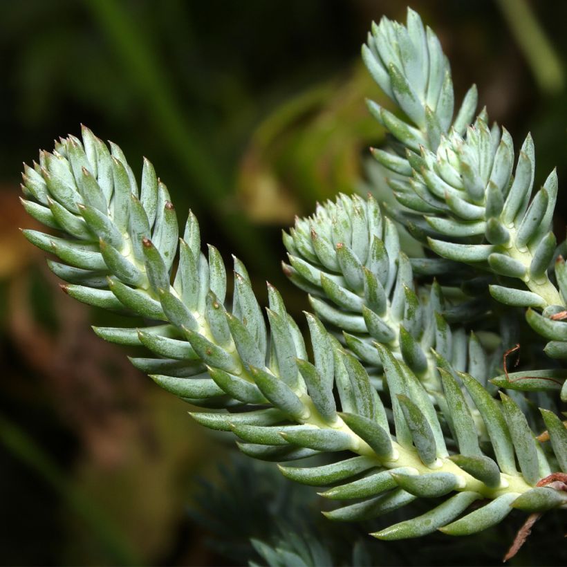 Fetthenne - Sedum reflexum (Foliage)