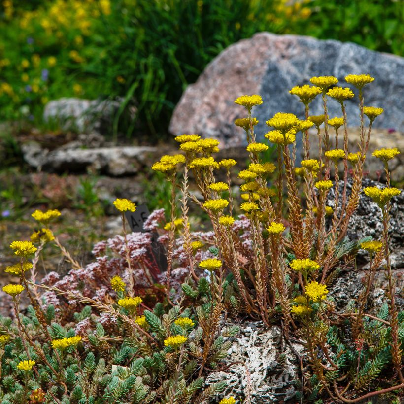 Fetthenne - Sedum reflexum (Plant habit)