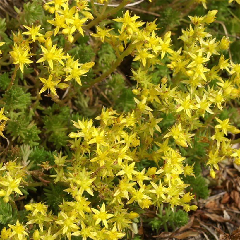 Milder Mauerpfeffer - Sedum sexangulare (Flowering)