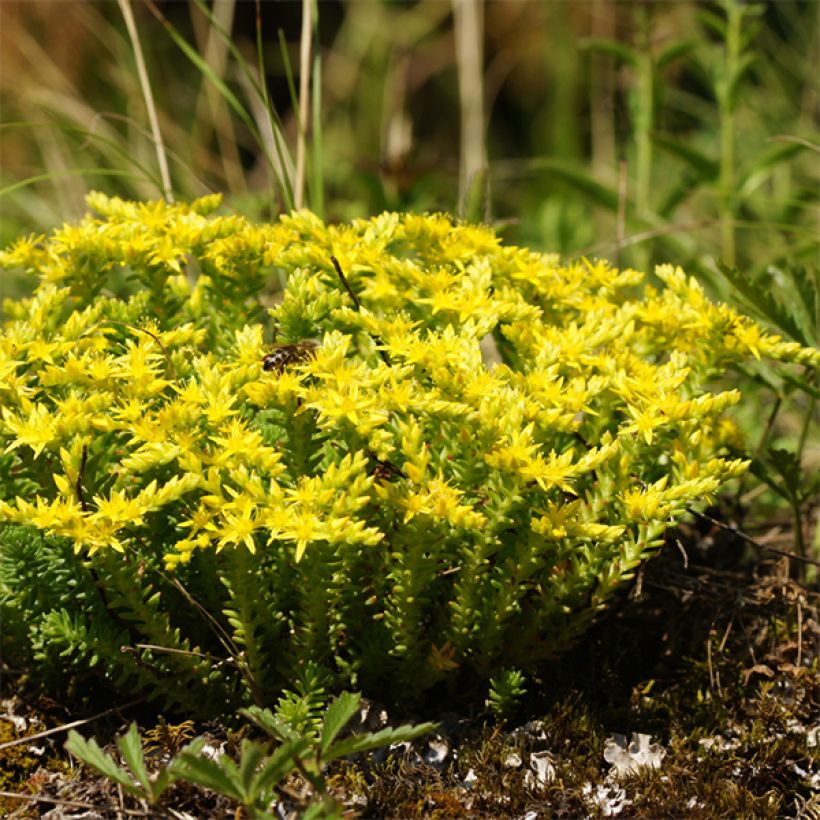 Milder Mauerpfeffer - Sedum sexangulare (Plant habit)