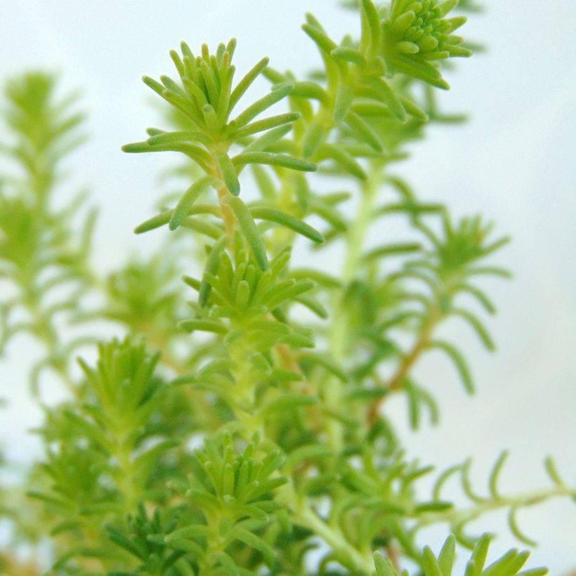 Milder Mauerpfeffer - Sedum sexangulare (Foliage)