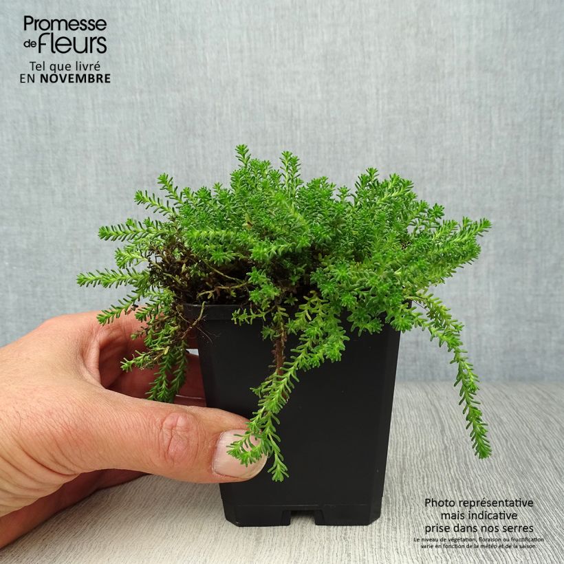 Example of Milder Mauerpfeffer - Sedum sexangulare Kleine Töpfe von 8/9 cm as you get in automne