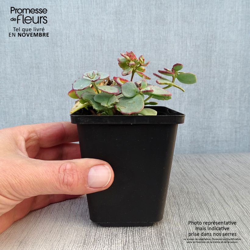 Example of Fetthenne sieboldii - Sedum sieboldii Kleine Töpfe von 8/9 cm as you get in automne