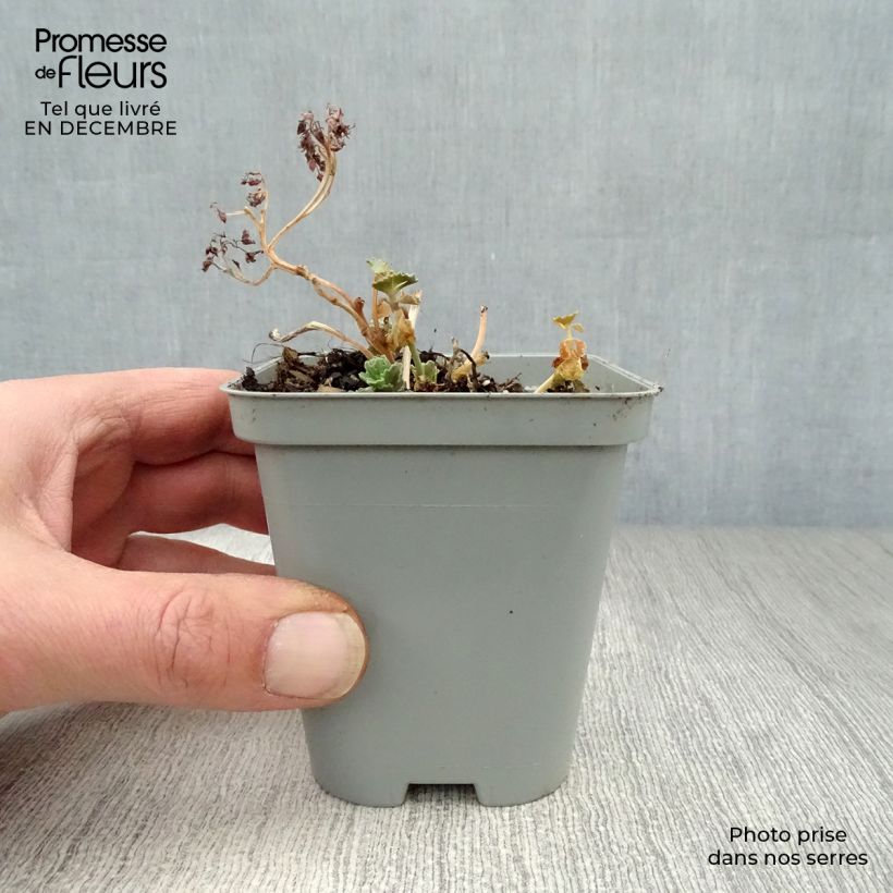 Exemplar von Fetthenne sieboldii - Sedum sieboldii Kleine Töpfe von 8/9 cm wie im Winter geliefert