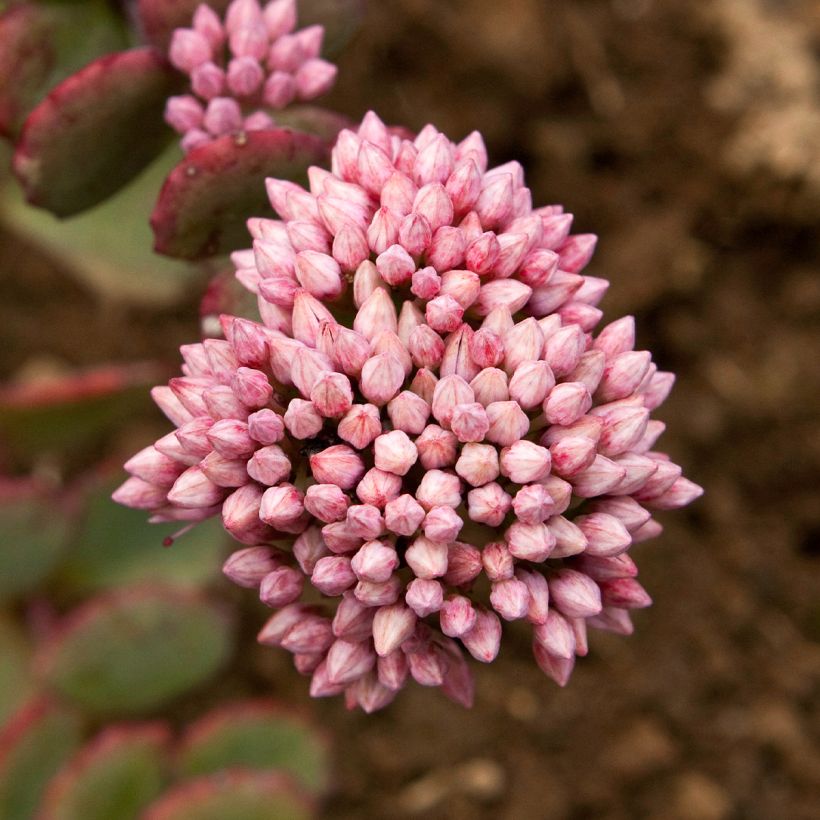 Fetthenne sieboldii - Sedum sieboldii (Flowering)