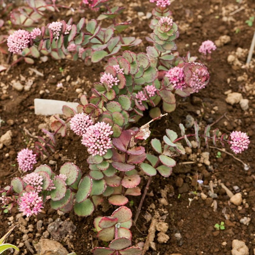 Fetthenne sieboldii - Sedum sieboldii (Plant habit)