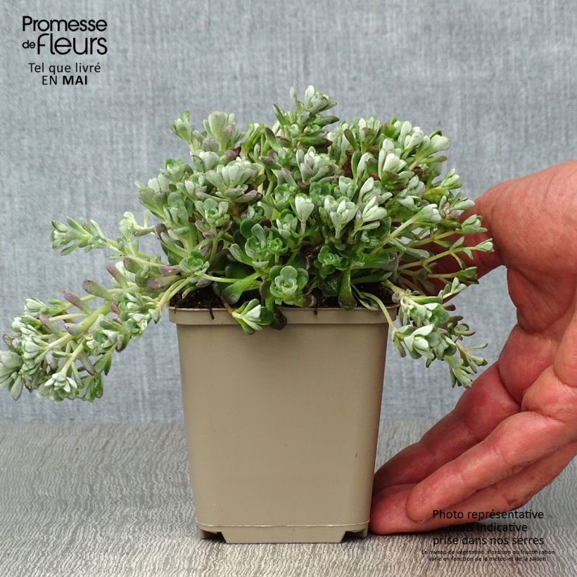 Exemplar von Fetthenne Cape Blanco - Sedum spathulifolium Kleine Töpfe von 8/9 cm wie im Frühjahr geliefert