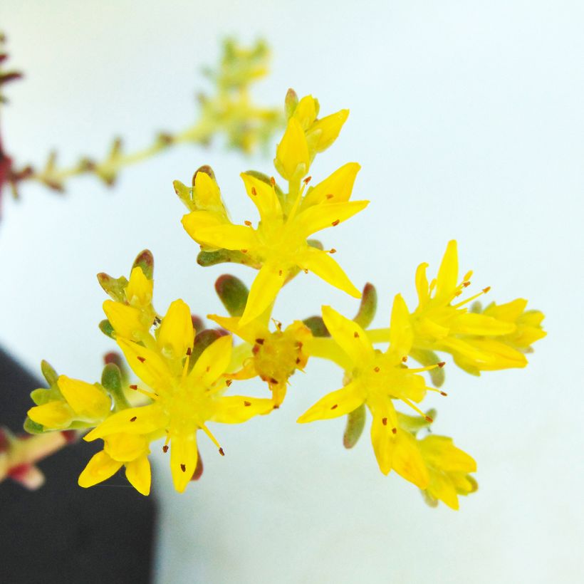 Fetthenne Purpureum - Sedum spathulifolium (Flowering)