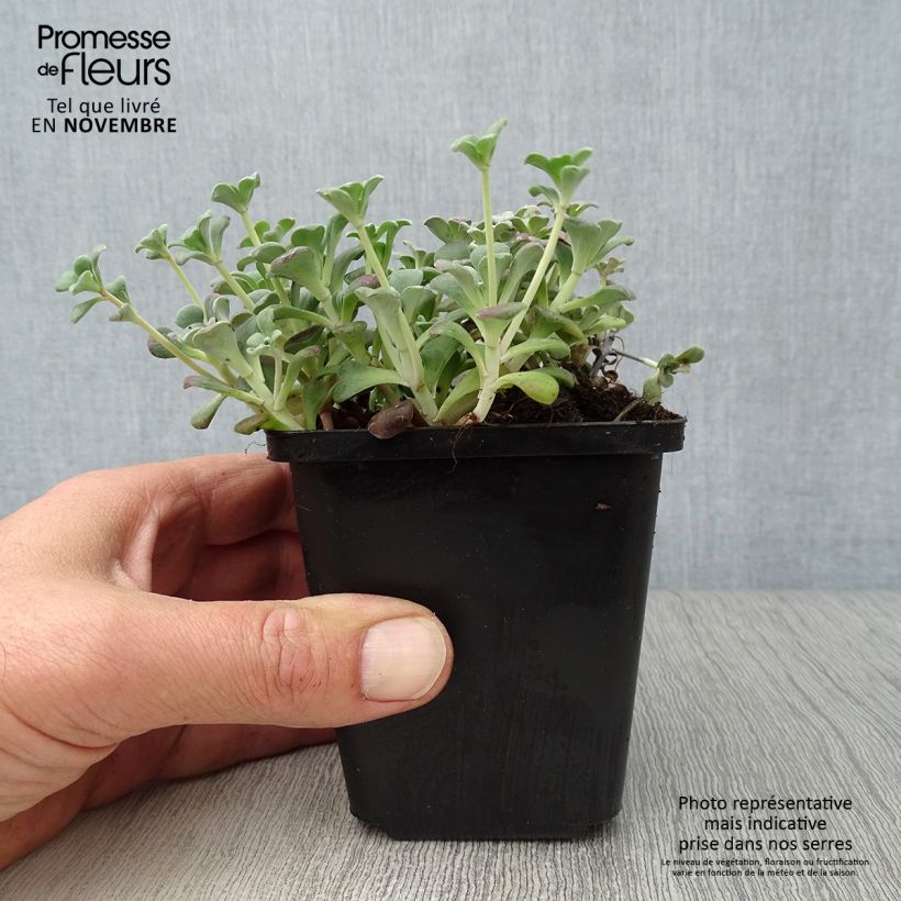 Example of Fetthenne Purpureum - Sedum spathulifolium Kleine Töpfe von 8/9 cm as you get in automne
