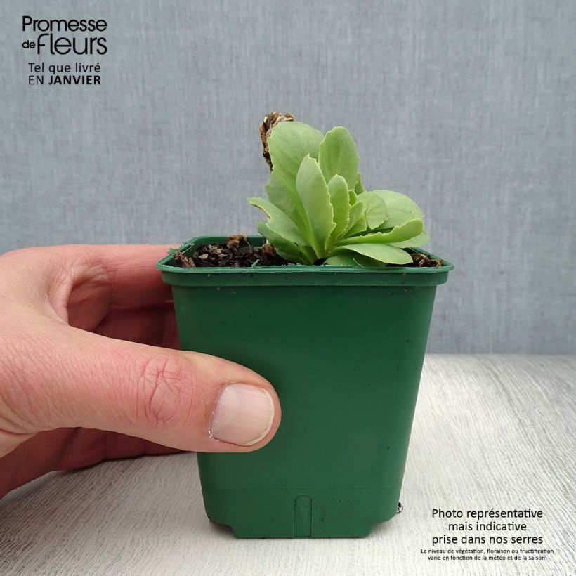 Exemplar von Fetthenne Brilliant - Sedum spectabile Kleine Töpfe von 8/9 cm wie im Winter geliefert