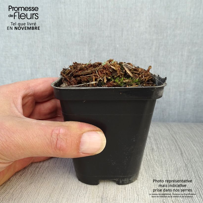 Example of Fetthenne Carl - Sedum spectabile Kleine Töpfe von 8/9 cm as you get in automne