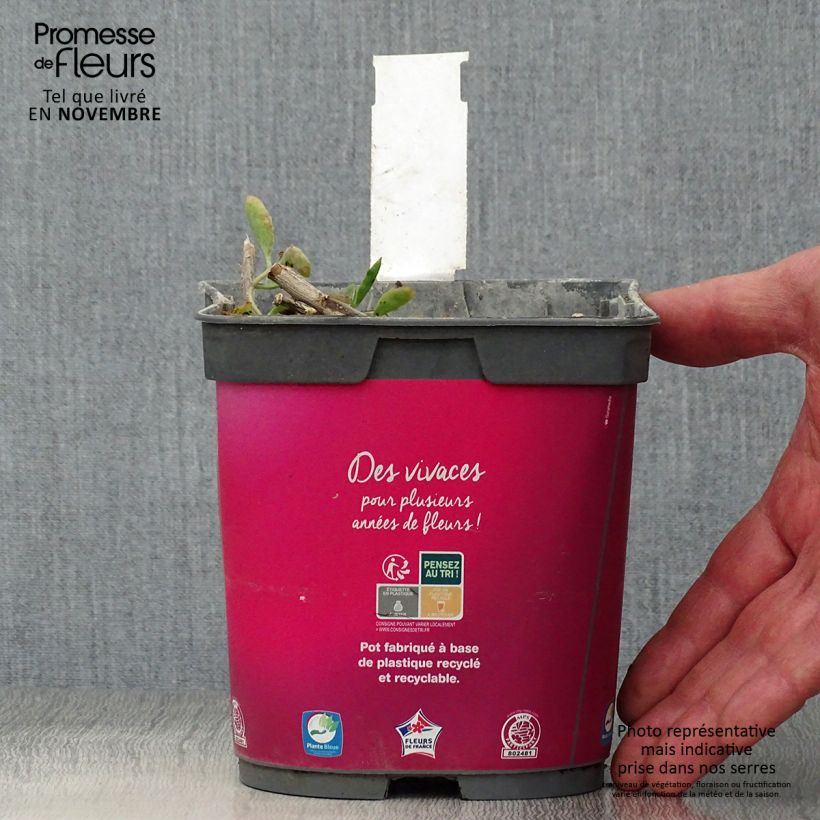 Example of Fetthenne Carl - Sedum spectabile Topf mit 2L/3L as you get in automne