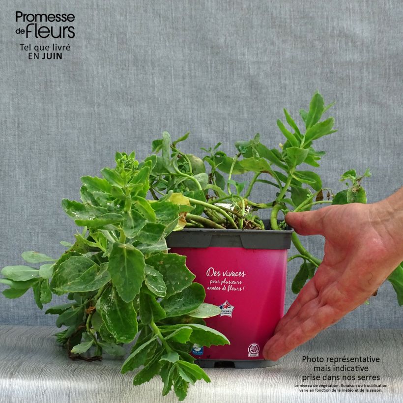 Exemplar von Fetthenne Carl - Sedum spectabile Topf mit 2L/3L wie im Sommer geliefert