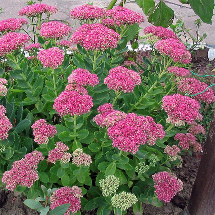 Fetthenne Meteor - Sedum spectabile (Plant habit)