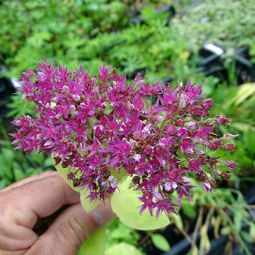 Fetthenne Meteor - Sedum spectabile (Flowering)