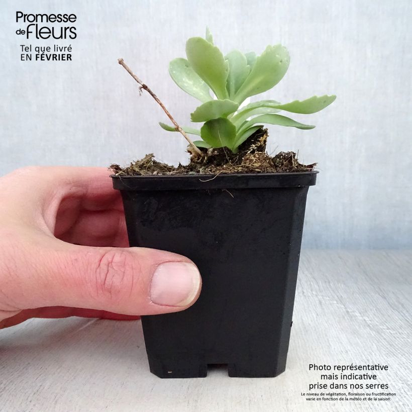 Exemplar von Fetthenne Meteor - Sedum spectabile Kleine Töpfe von 8/9 cm wie im Winter geliefert