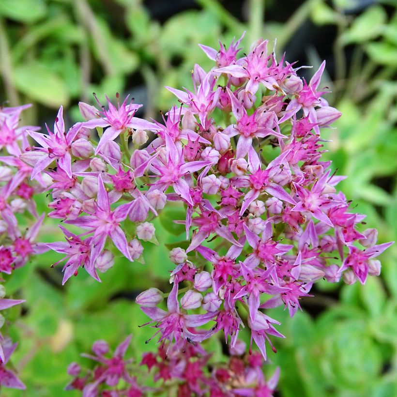 Fetthenne Septemberglut - Sedum spectabile (Flowering)