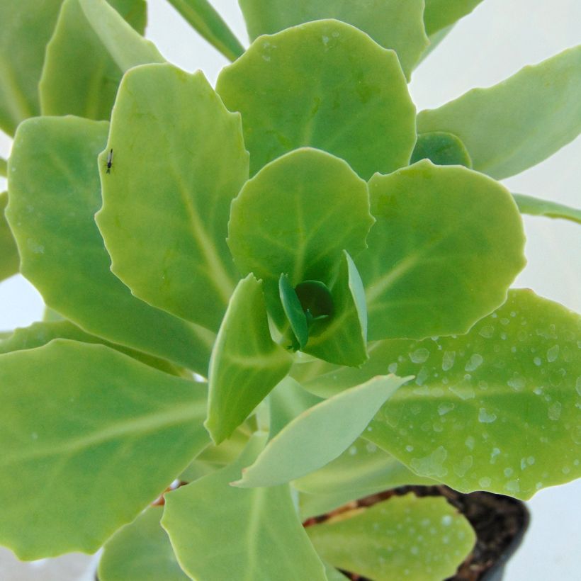 Fetthenne Stardust - Sedum spectabile (Foliage)