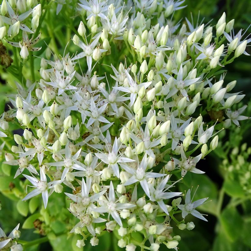 Fetthenne Stardust - Sedum spectabile (Flowering)