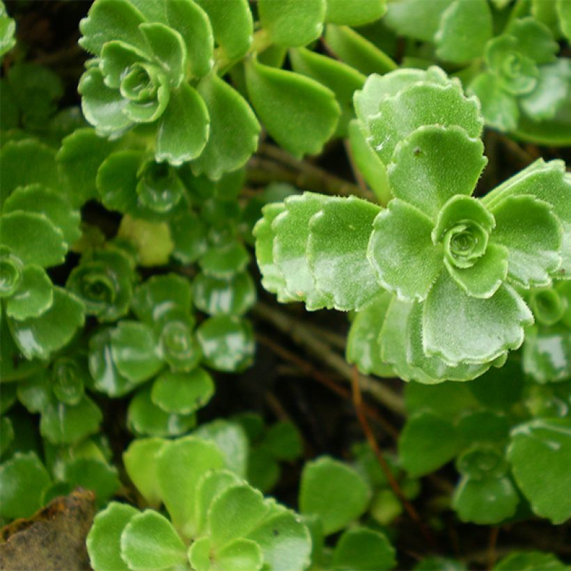 Fetthenne Album Superbum - Sedum spurium (Foliage)