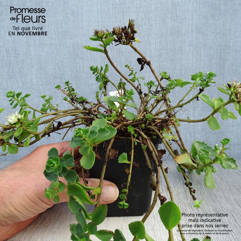 Example of Fetthenne Album Superbum - Sedum spurium Kleine Töpfe von 8/9 cm as you get in automne