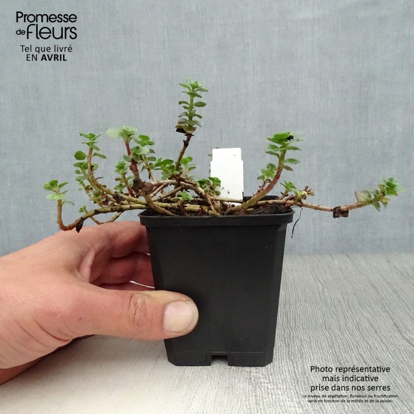 Exemplar von Fetthenne Album Superbum - Sedum spurium Kleine Töpfe von 8/9 cm wie im Frühjahr geliefert