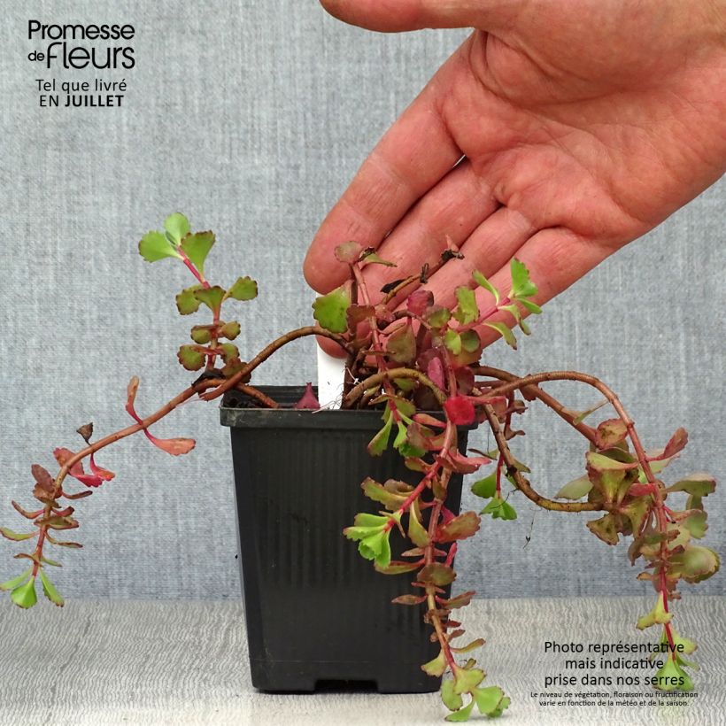 Example of Fetthenne Fuldaglut - Sedum spurium Kleine Töpfe von 8/9 cm as you get in ete