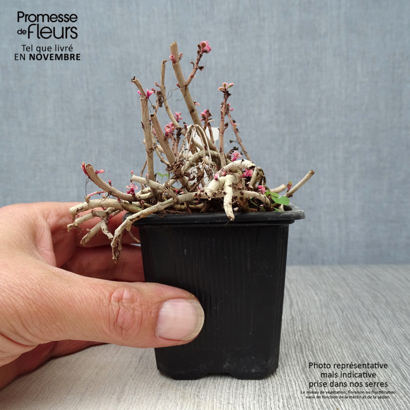 Example of Fetthenne Variegatum - Sedum spurium Kleine Töpfe von 8/9 cm as you get in automne